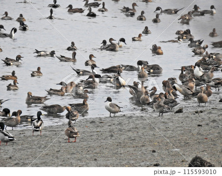 冬の水辺に飛来した野鳥オナガガモの群れ 115593010