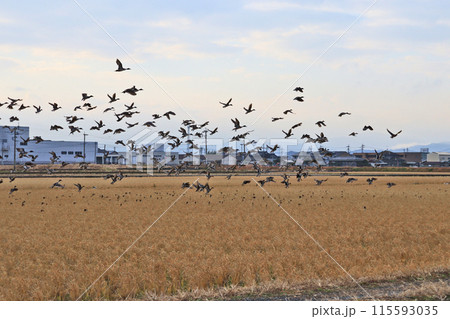田んぼに飛来した渡り鳥オナガガモの大群 115593035