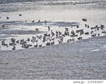 冬の水辺に飛来した野鳥オナガガモの群れ 冬の水辺に飛来した野鳥オナガガモの群れ 115593047