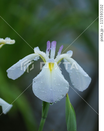 白い花菖蒲 白い花菖蒲 115593102