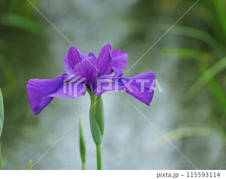 紫色の花びらのハナショウブ 115593114