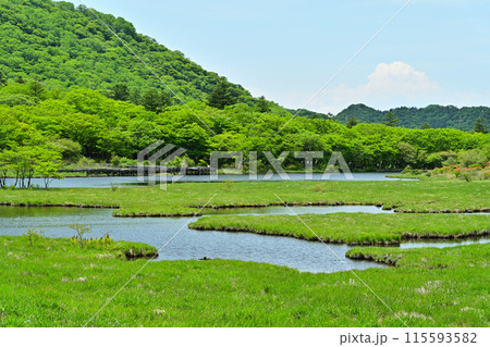 初夏の赤城山 覚満淵 初夏の赤城山 覚満淵 115593582