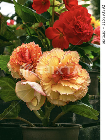 温室の花 温室の花 115593592