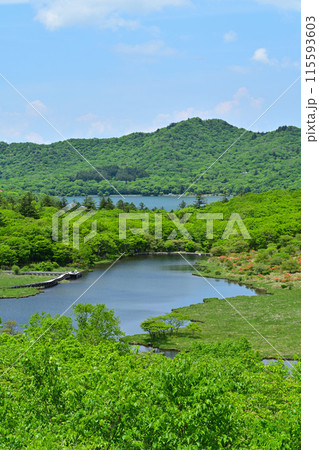 初夏の赤城山 覚満淵 初夏の赤城山 覚満淵 115593603