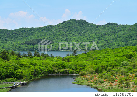 初夏の赤城山　覚満淵 115593700