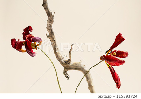 Wilted tulip creative still life. Wilted tulip creative still life. 115593724