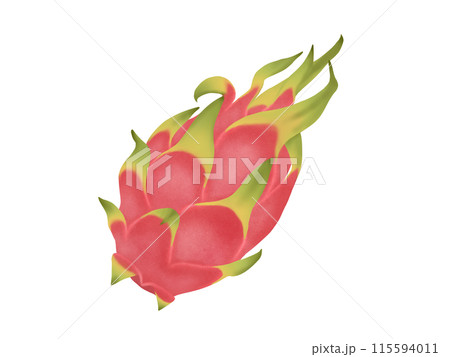 ホワイトピタヤ(ホワイトドラゴン)ドラゴンフルーツ ホワイトピタヤ(ホワイトドラゴン)ドラゴンフルーツ 115594011