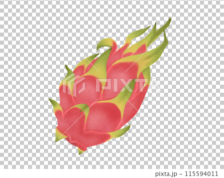 ホワイトピタヤ(ホワイトドラゴン)ドラゴンフルーツ ホワイトピタヤ(ホワイトドラゴン)ドラゴンフルーツ 115594011