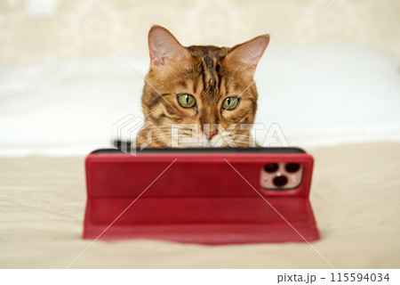 A Bengal cat lies on a blanket with a smartphone. A Bengal cat lies on a blanket with a smartphone. 115594034