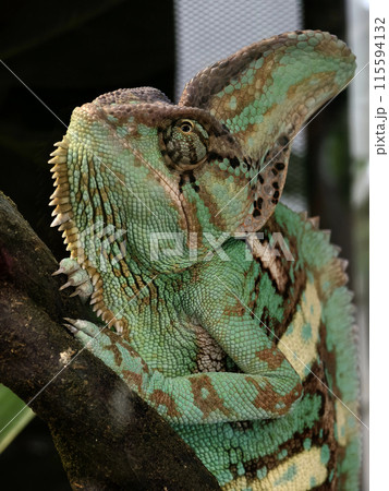 A detailed view of a chameleon in a natural habitat 115594132