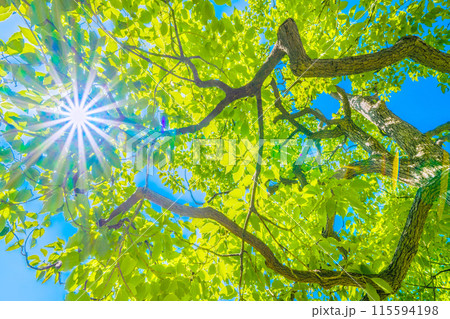 日本の横浜都市景観 青空や太陽光に映えるクスノキ。花言葉は芳香=横浜市内 日本の横浜都市景観 青空や太陽光に映えるクスノキ。花言葉は芳香=横浜市内 115594198