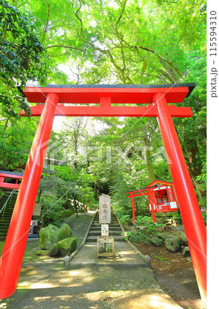 伊豆 白浜神社 伊豆 白浜神社 115594310