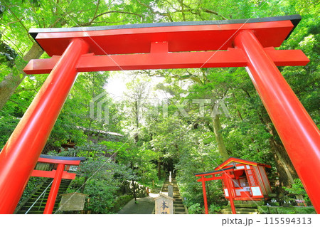 伊豆　白浜神社　 115594313