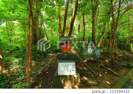 伊豆　白浜神社　 115594332
