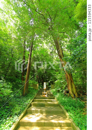 伊豆　白浜神社　 115594333