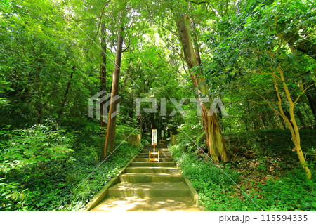 伊豆 白浜神社 伊豆 白浜神社 115594335