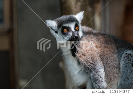 ワオキツネザルのいる風景 ワオキツネザルのいる風景 115594377