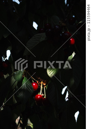 Cherry tree garden in sunlight. Summer harvest concept. Ripe cherry fruits. Summertime background. Summer still life. Organic red cherry. Bright green foliage with red berries. Summer scenery 115594464