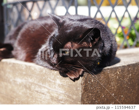 柿田川公園のネコ 柿田川公園のネコ 115594637