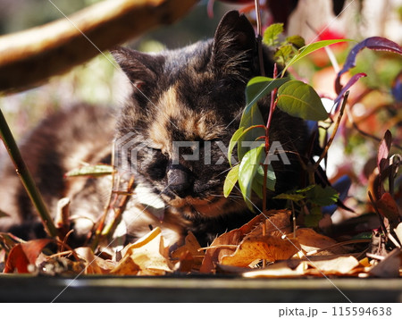 柿田川公園のネコ 115594638