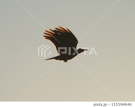 逆光のカラス 115594646