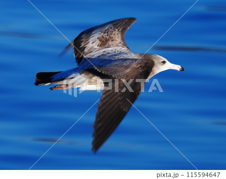 下田のカモメ 115594647