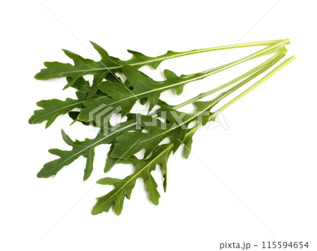 ハーブ セルバチコ ハーブ セルバチコ 115594654