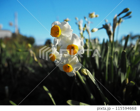爪木崎公園の野水仙 115594668