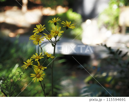 三島大社内の花 115594691