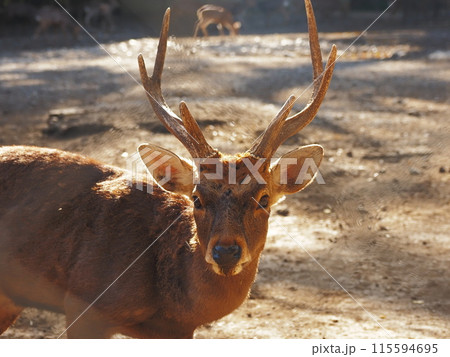 三島大社境内の神鹿園の鹿たち 115594695