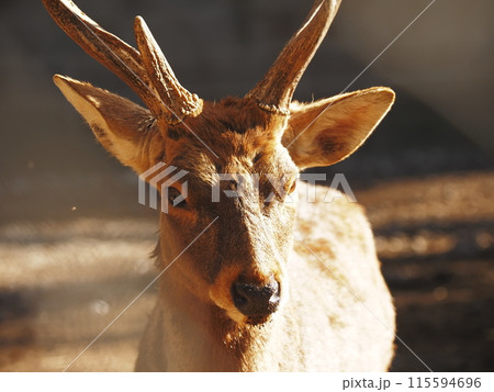 三島大社境内の神鹿園の鹿たち 115594696
