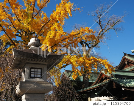 三島大社境内のイチョウ 115594700