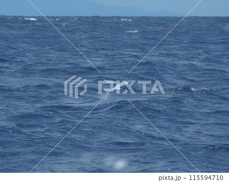 神子元島のトビウオ 115594710