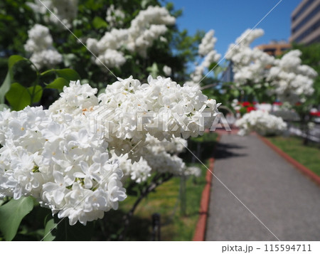 白いライラックの花 115594711