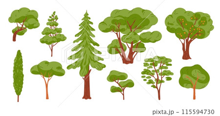 Cartoon kinds trees. Various coniferous or deciduous plants. Forest woods. Green crowns and lush foliage. Natural brown trunks and branches. Summer pine. Botanical garish vector set Cartoon kinds trees. Various coniferous or deciduous plants. Forest woods. Green crowns and lush foliage. Natural brown trunks and branches. Summer pine. Botanical garish vector set 115594730