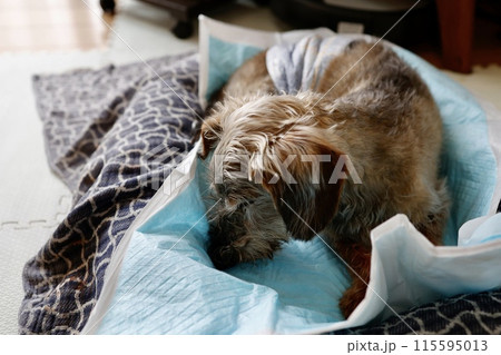 オムツを履いた16歳の老犬 ワイヤーへアードダックスフンド 飼い主の撮影許可あり オムツを履いた16歳の老犬 ワイヤーへアードダックスフンド 飼い主の撮影許可あり 115595013