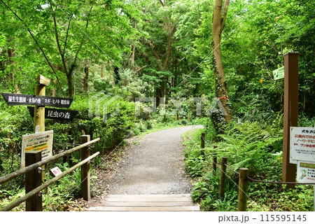 座間市　県立座間谷戸山公園の新緑周遊路と道案内 115595145