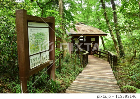 座間市　県立座間谷戸山公園の野鳥観察小屋と木道 115595146
