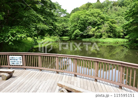 座間市 県立座間谷戸山公園の水鳥の池と新緑 座間市 県立座間谷戸山公園の水鳥の池と新緑 115595151