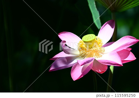 水面に咲く蓮の花 水面に咲く蓮の花 115595250