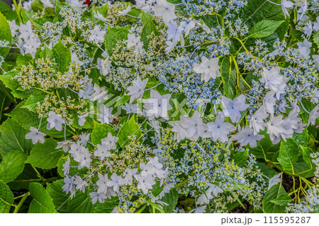 飛鳥の小径 115595287