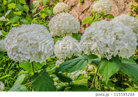 飛鳥の小径 115595288