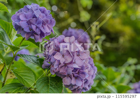 飛鳥の小径 飛鳥の小径 115595297