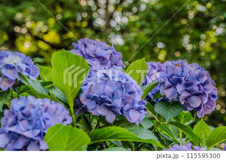 飛鳥の小径 飛鳥の小径 115595300