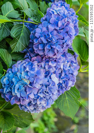 飛鳥の小径 115595302