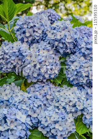 飛鳥の小径 115595310