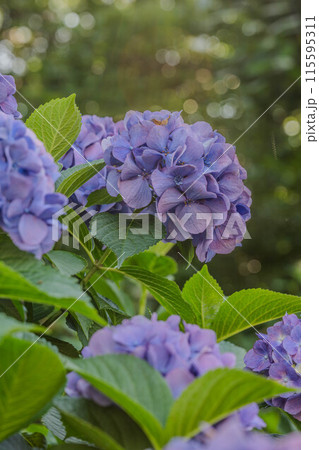 飛鳥の小径 115595311