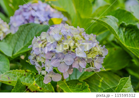 飛鳥の小径 115595312