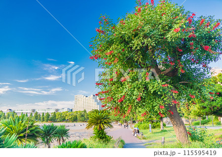 (東京都)お台場海浜公園 南国を思わせる、おだいばビーチ (東京都)お台場海浜公園 南国を思わせる、おだいばビーチ 115595419