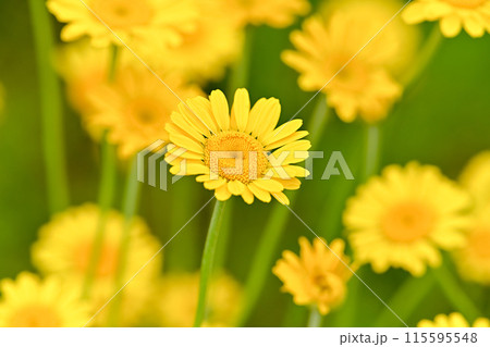 ダイヤーズカモミール ダイヤーズカモミール 115595548